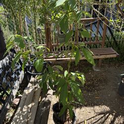 Avocado Tree