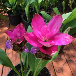 This Beautiful Curcuma with Prety Flovet !$15