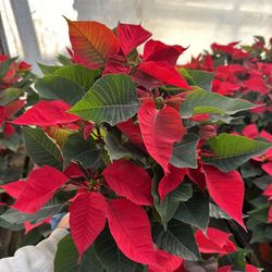 Poinsettas ( Noche Buenas) Holiday Gift Christmas