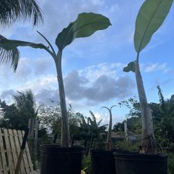 Banana Plant / Tree . Ice Cream Variety Plant 