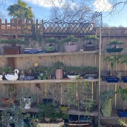 Bonsai Plants $40 And Up Many To Choose From