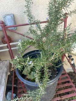 Rosemary -Romero Plant 🪴 