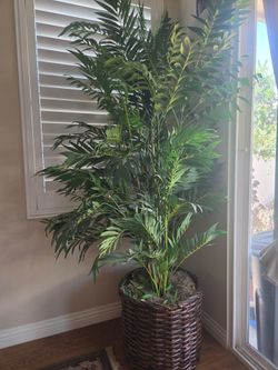 Ficus tree