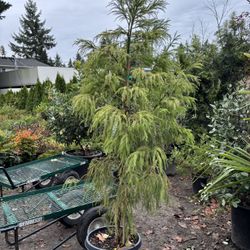 Cryptomeria japonica ‘Sekkan Sugi’ 10gal