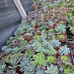 Echeverias & Succulent 