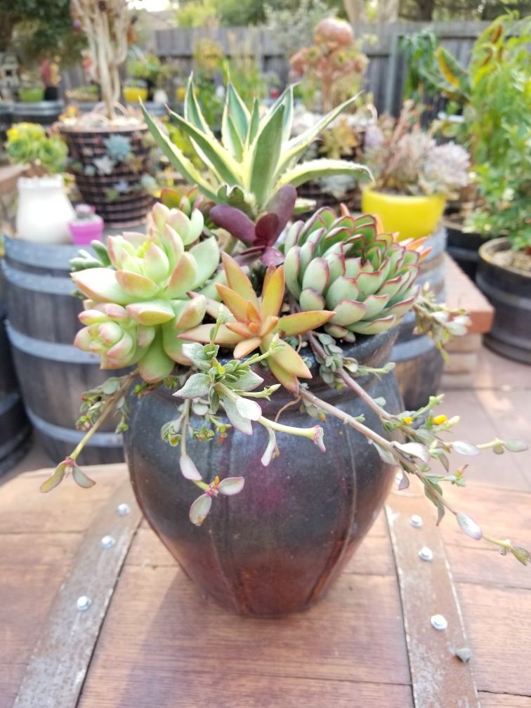 Large succulent pot