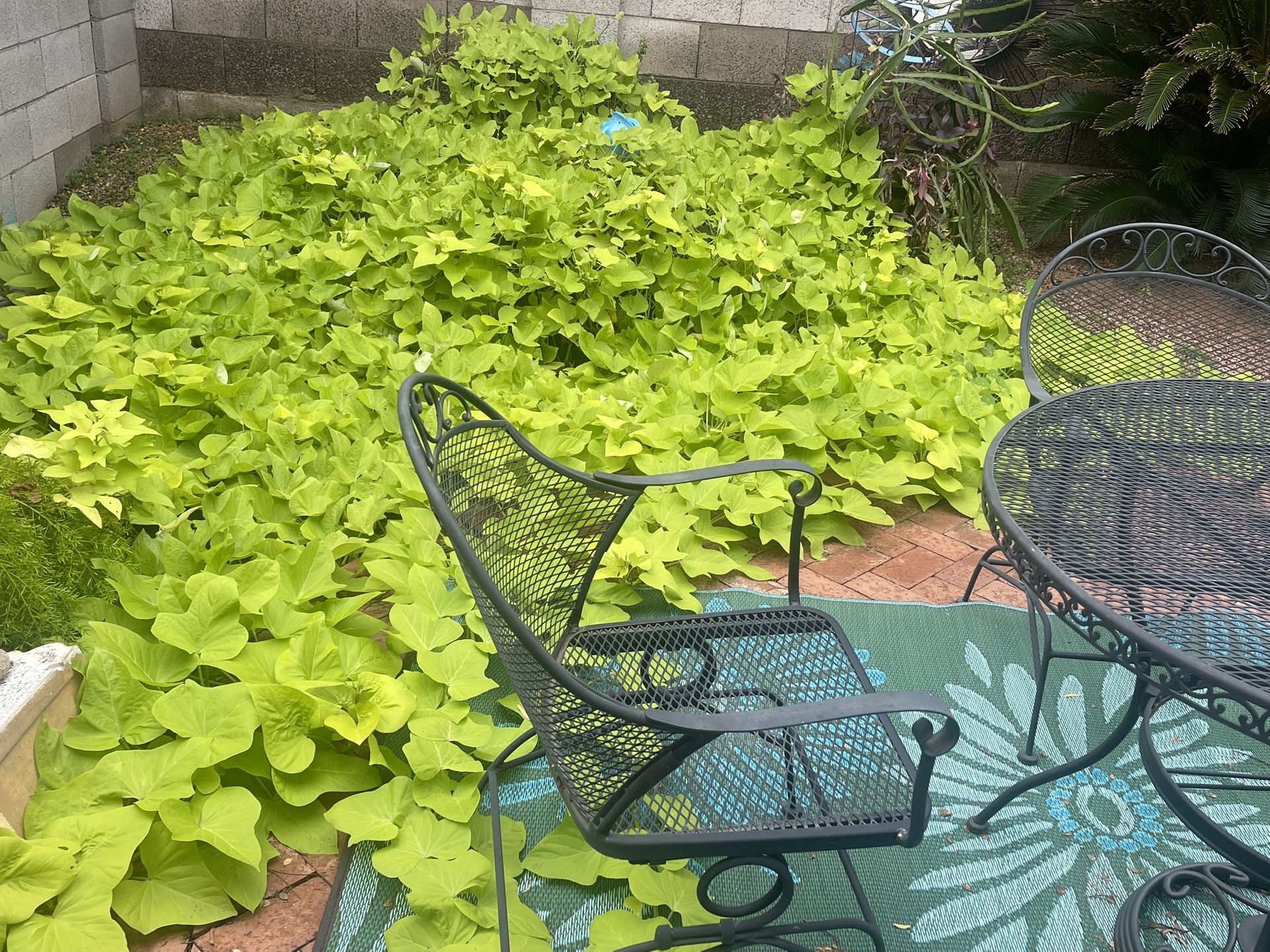 Sweet potato vine