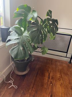Huge Monstera with Pot