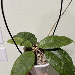 Hoya finlaysonii splash