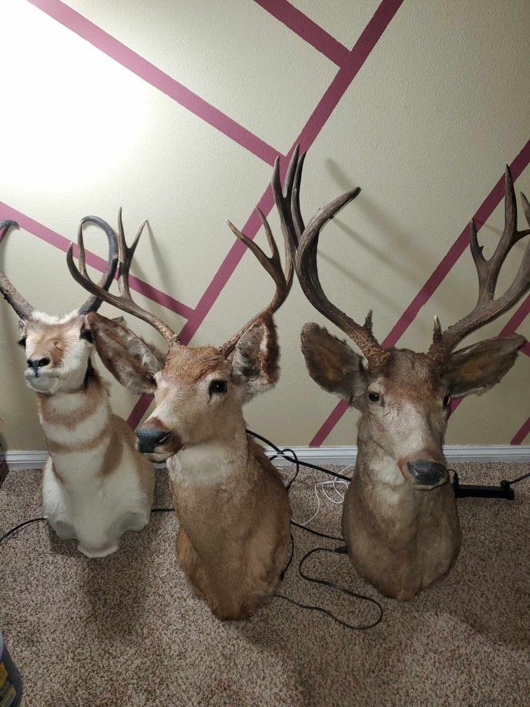 Animal Heads