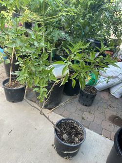  Very Healthy Thai Bail Plants