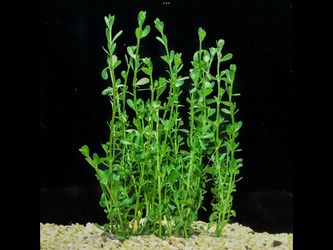 Aquarium plant  bacopa monnieri
