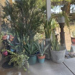 Outdoor Plants 
