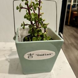 One Of A Kind: 🍀Good Luck 吉 Ceramic Planter Pot w Succulent 