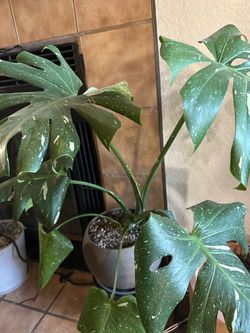 Variety of large plants for sale