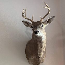 White Tail 8-point Shoulder Mount