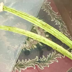 Seeds of California Poppy Flowers