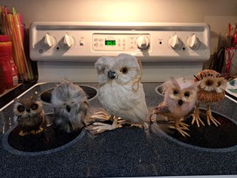 Five Decorative Owls