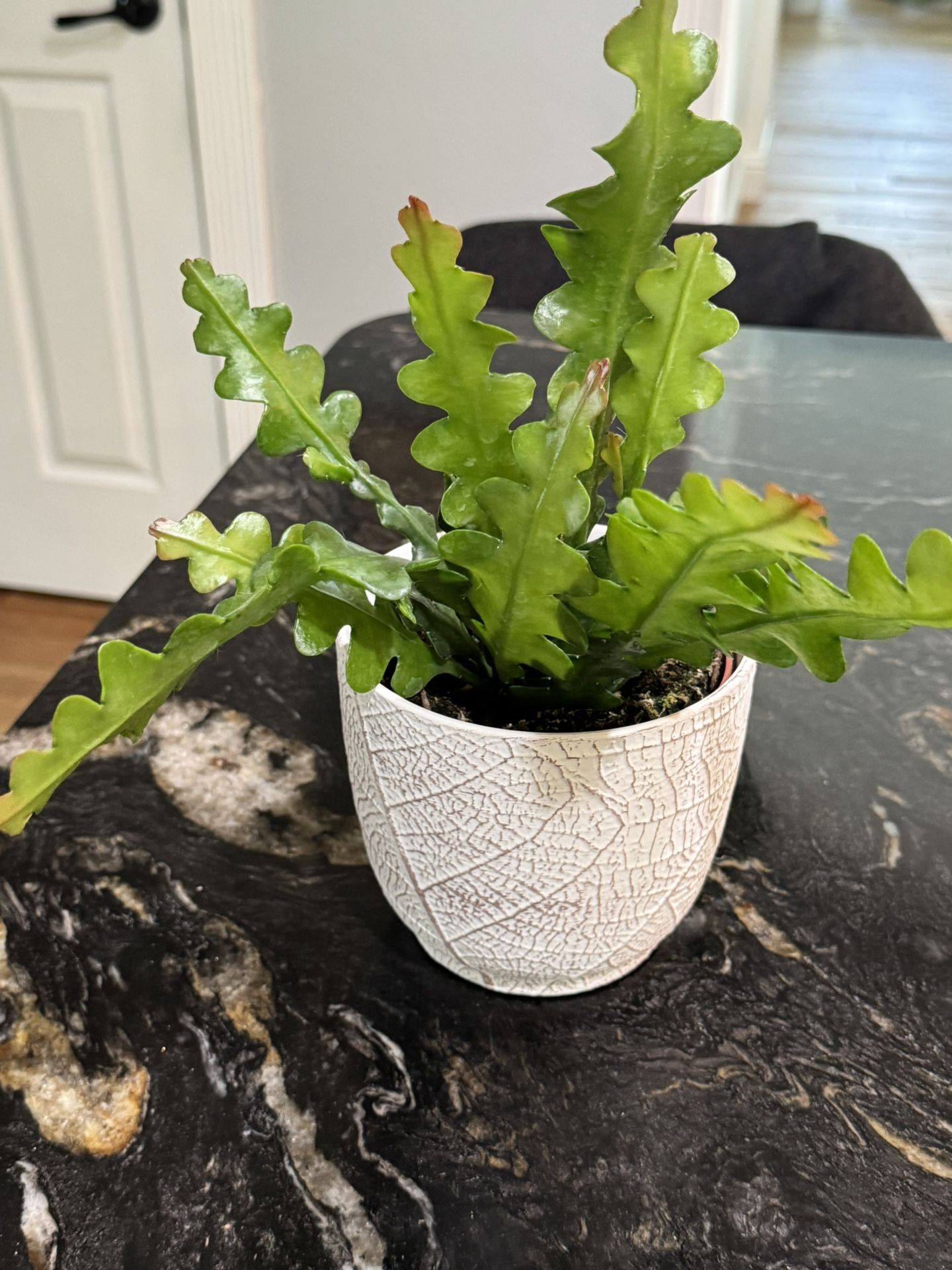 Zic Zac Fishbone Cactus