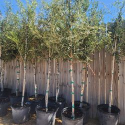 Arboles De Encinos De 1gallon 10 Pies De Alto