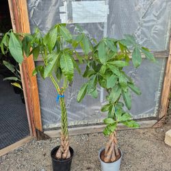 Money Tree Plant 10" Pot $15 Each