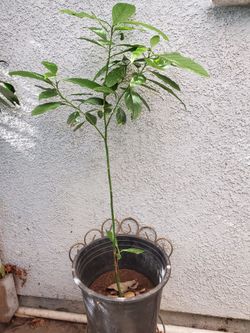 Avocado tree