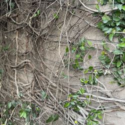 Free Vines And Branches 