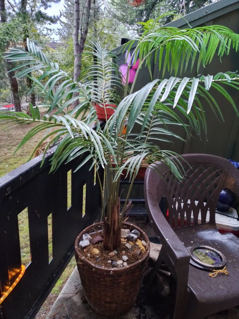 Plant, 4 1/2feet tall.(fake)