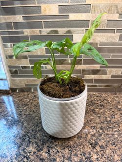 Swiss cheese plant Monstera adansonii