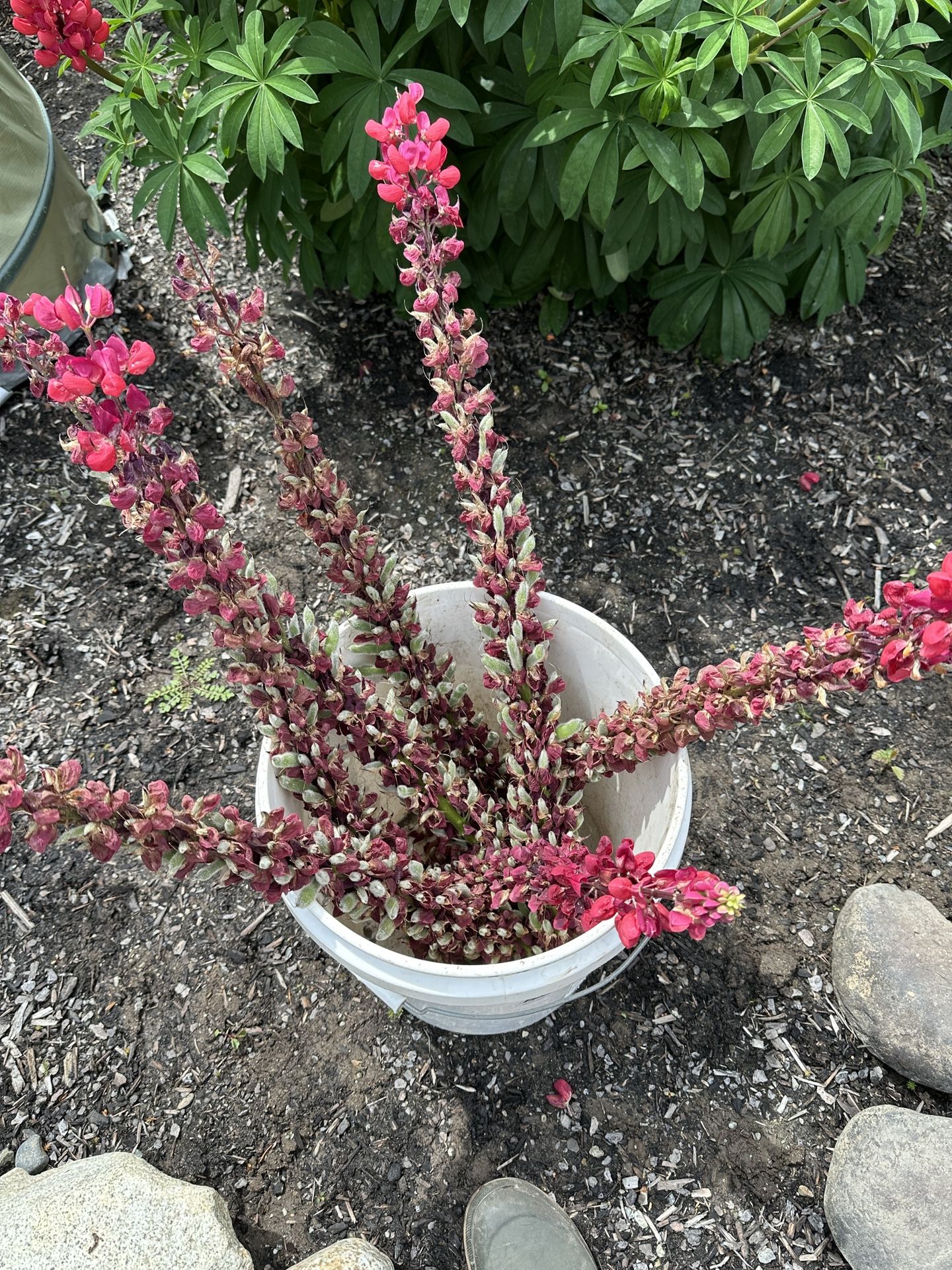 Lupine Seed Pods Only