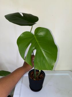 Monstera Deliciosa