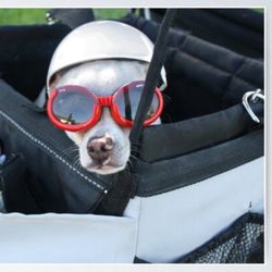 Small Pet Basket for your Bike! Open 2nd Picture For Dimensions. 