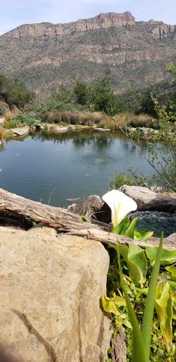 Pond For Sale