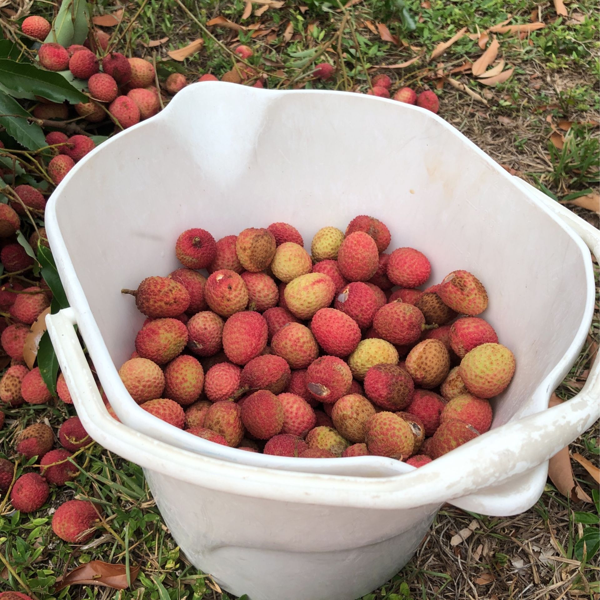 Lychee . Anoncillos Chino