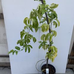 PA6- purple Passion Fruit Plants 