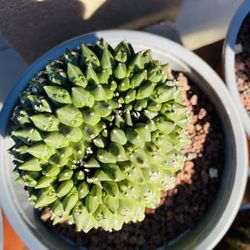 Euphorbia Gymocalycium Cactus Imported