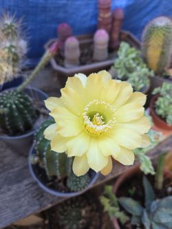 Cactus