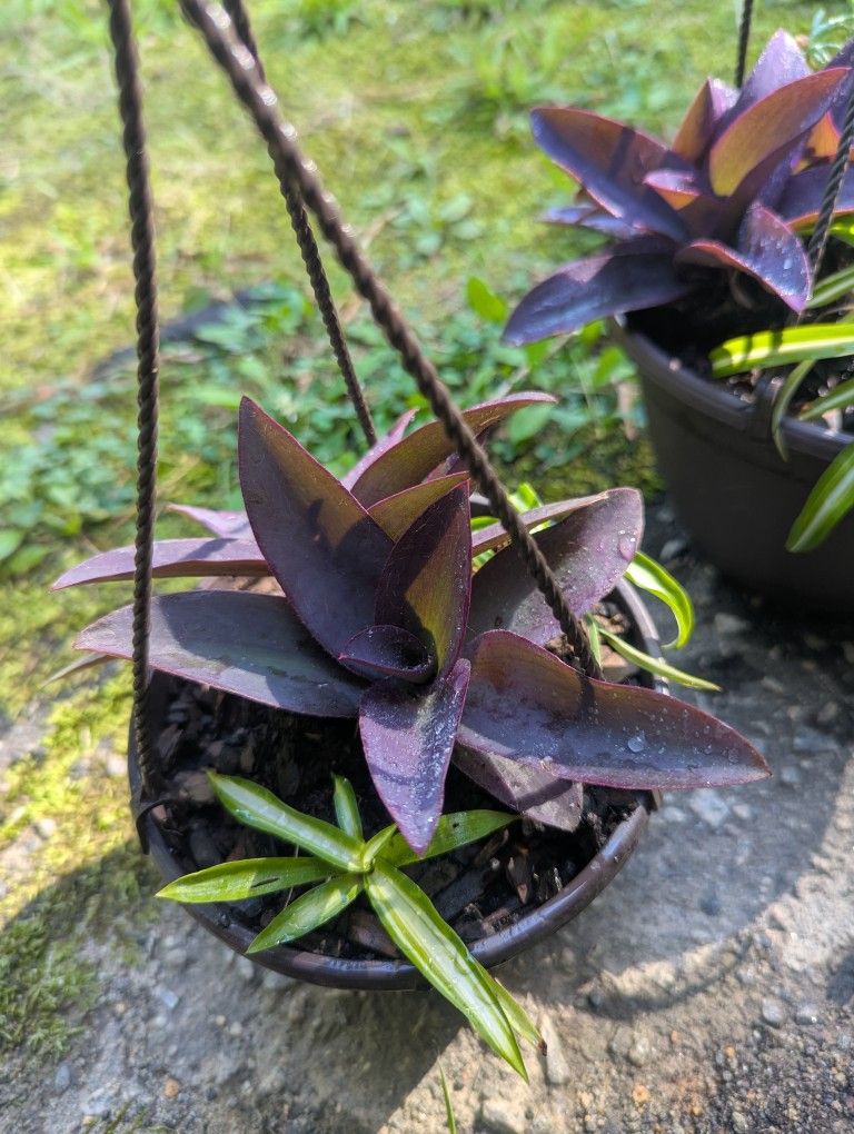Hanging Plant Planter