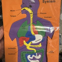 Digestive Foam Puzzle 