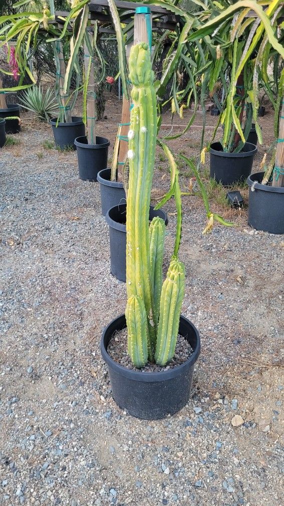 Cactus Moving Sale