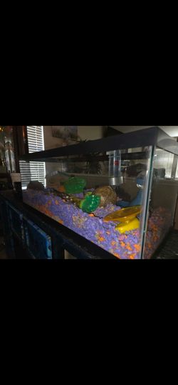 20 gallon hamster terrarium/ cage/ setup