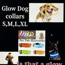 Dog Collars 