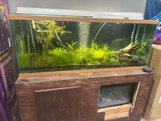 100 gal aquarium