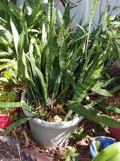 Snake plant