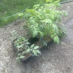 Organic Heirloom tomato plants