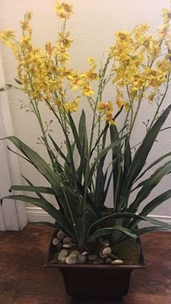 Yellow plant