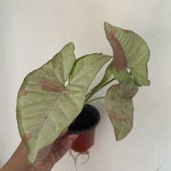 Beautiful Pink Confetti Syngonium Plant