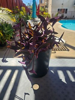 Large 5-Gallon Purple Heart Plant (Tradescantia / Purple Queen)