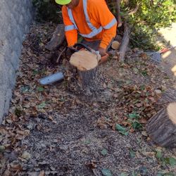 Tree Trimming And Stump Grinding 