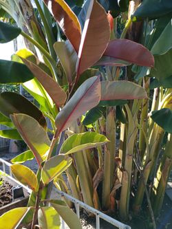 Nice plant 🪴